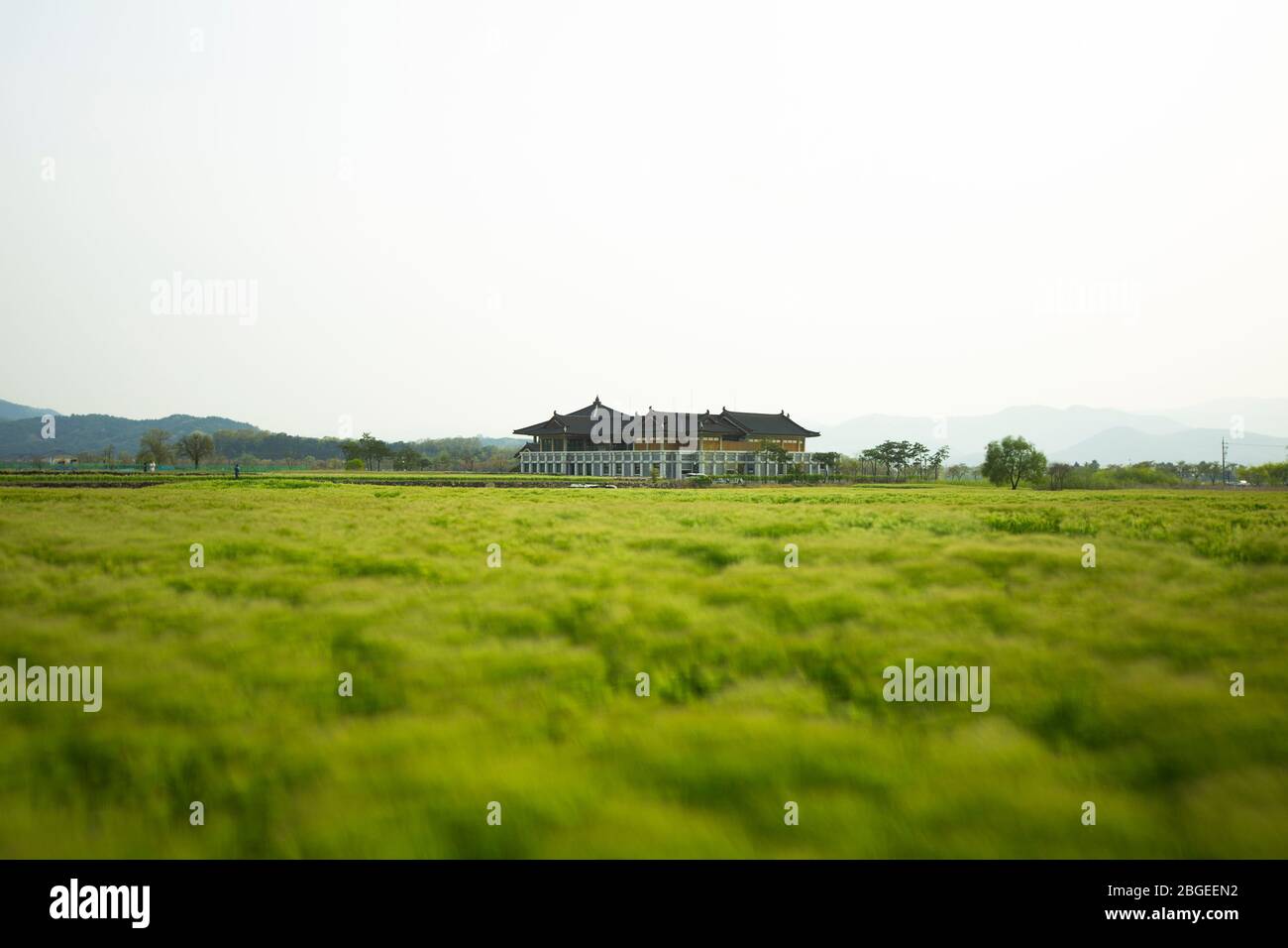 Bellissimo paesaggio primaverile di Hwangryongsa (Hwangnyongsa) Tempio sito con campo di orzo verde a Gyeongju-si, Corea; esposizione lunga Foto Stock