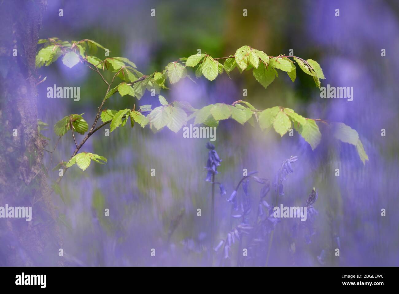 Vista ravvicinata delle nuove foglie di faggio tra i campanili Foto Stock