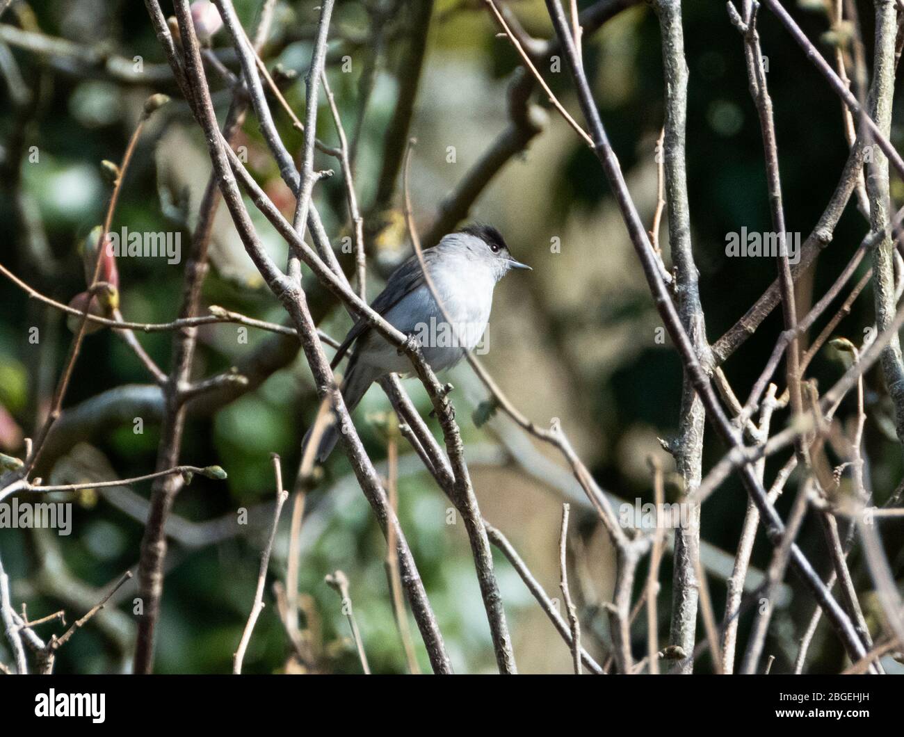 Blackcap (Sylvia atricapilla) arroccato in un albero, Lothian occidentale, Scozia Regno Unito Foto Stock