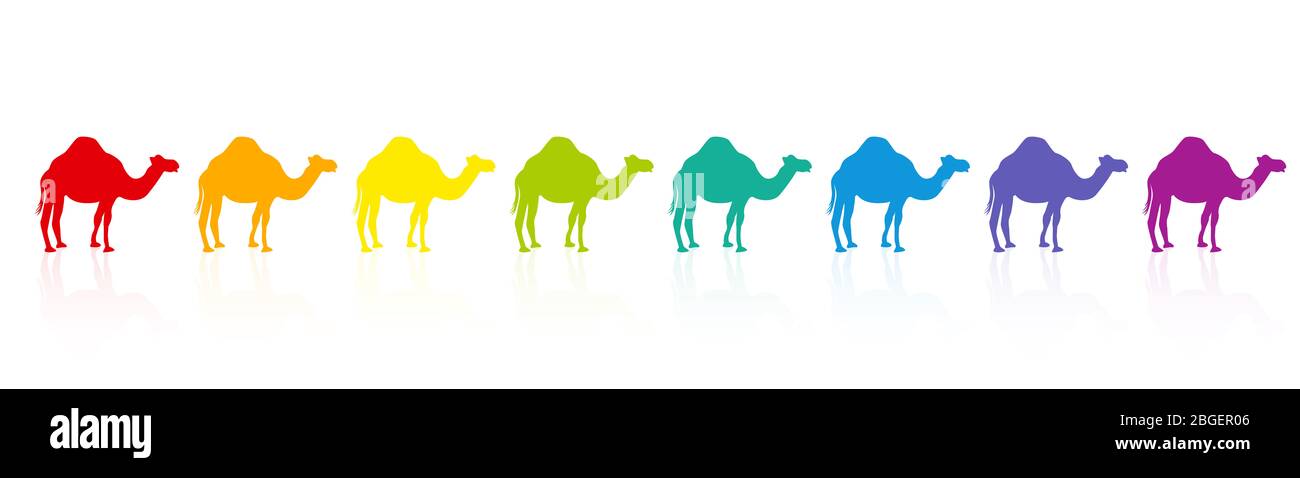 Caravan di cammello arcobaleno colorato, parata colorata, spettro arcobaleno. Divertente illustrazione comica su sfondo bianco. Foto Stock