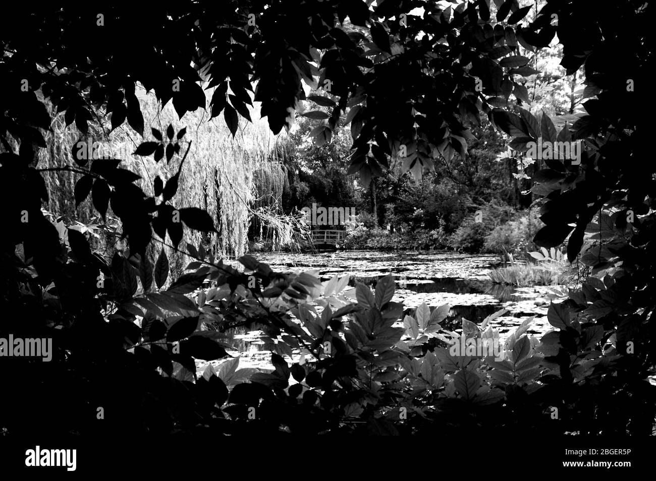 Bello progettato giardino stagno di pesce con acqua-giglio in un giardino ben curato giardino sfondo giardinaggio. Foto Stock