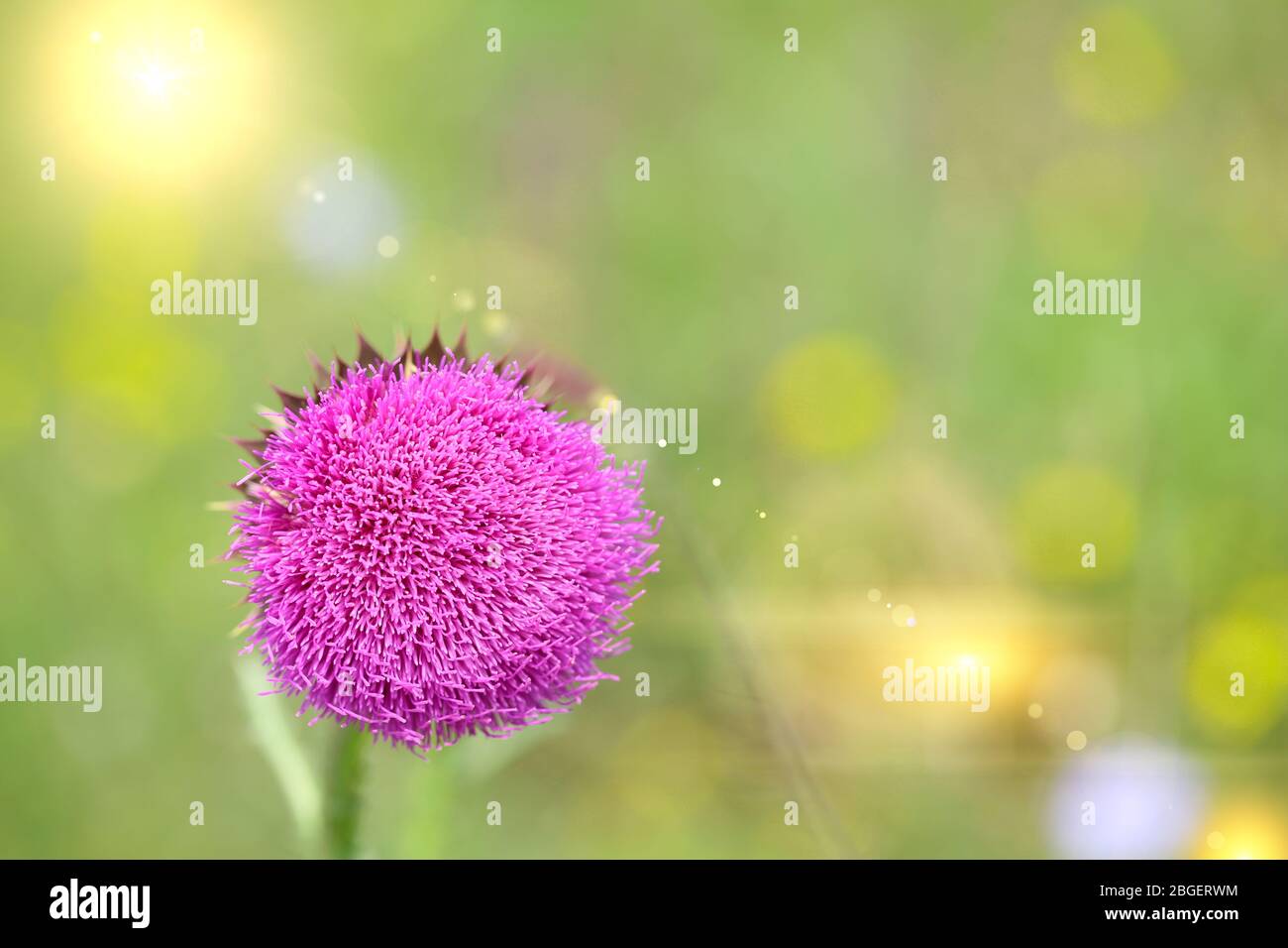 Bellissimo thistle in campo Foto Stock