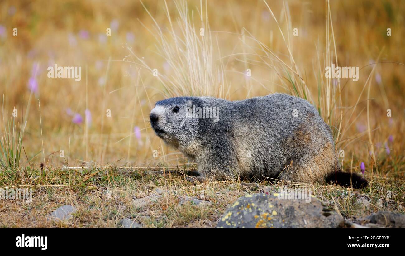 Marmotta nell'erba nel Parco Nazionale del Mercantour, val de l'Ubayette Foto Stock