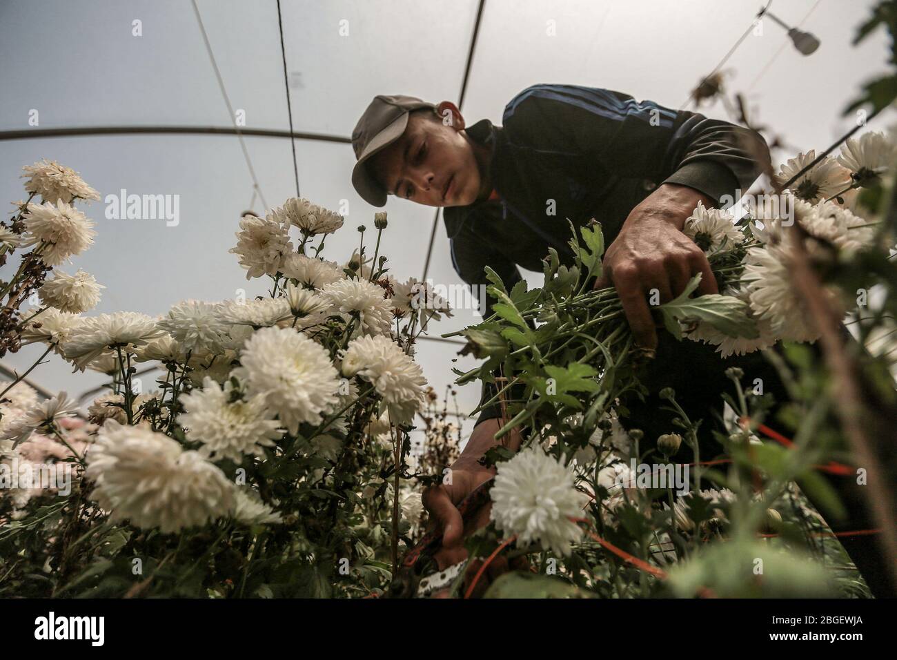 Rafah, territori palestinesi. 21 Apr 2020. Un fioraio palestinese raccoglie i fiori di garofano in una serra, poiché gli agricoltori sono stati costretti a salvare alcuni e a distruggere parte delle colture di fiori a causa di vendite più basse a causa della pandemia di coronavirus. Credit: Mohammed Talatene/dpa/Alamy Live News Foto Stock