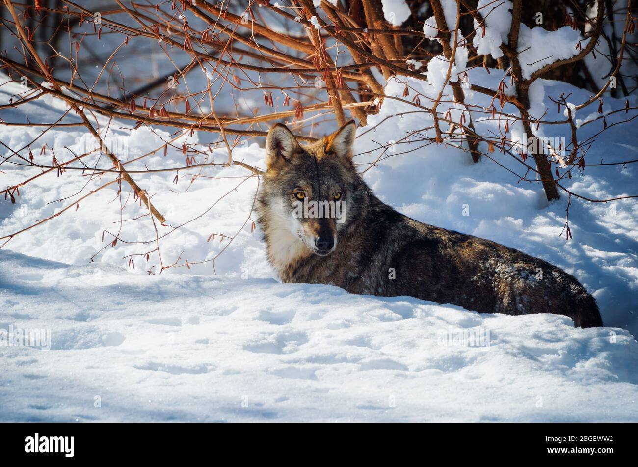 Giovane lupo italiano (canis lupus italicus) nel centro faunistico "Uomini e lupi" dell'Entracque, Parco delle Alpi Marittime (Piemonte, Italia) Foto Stock