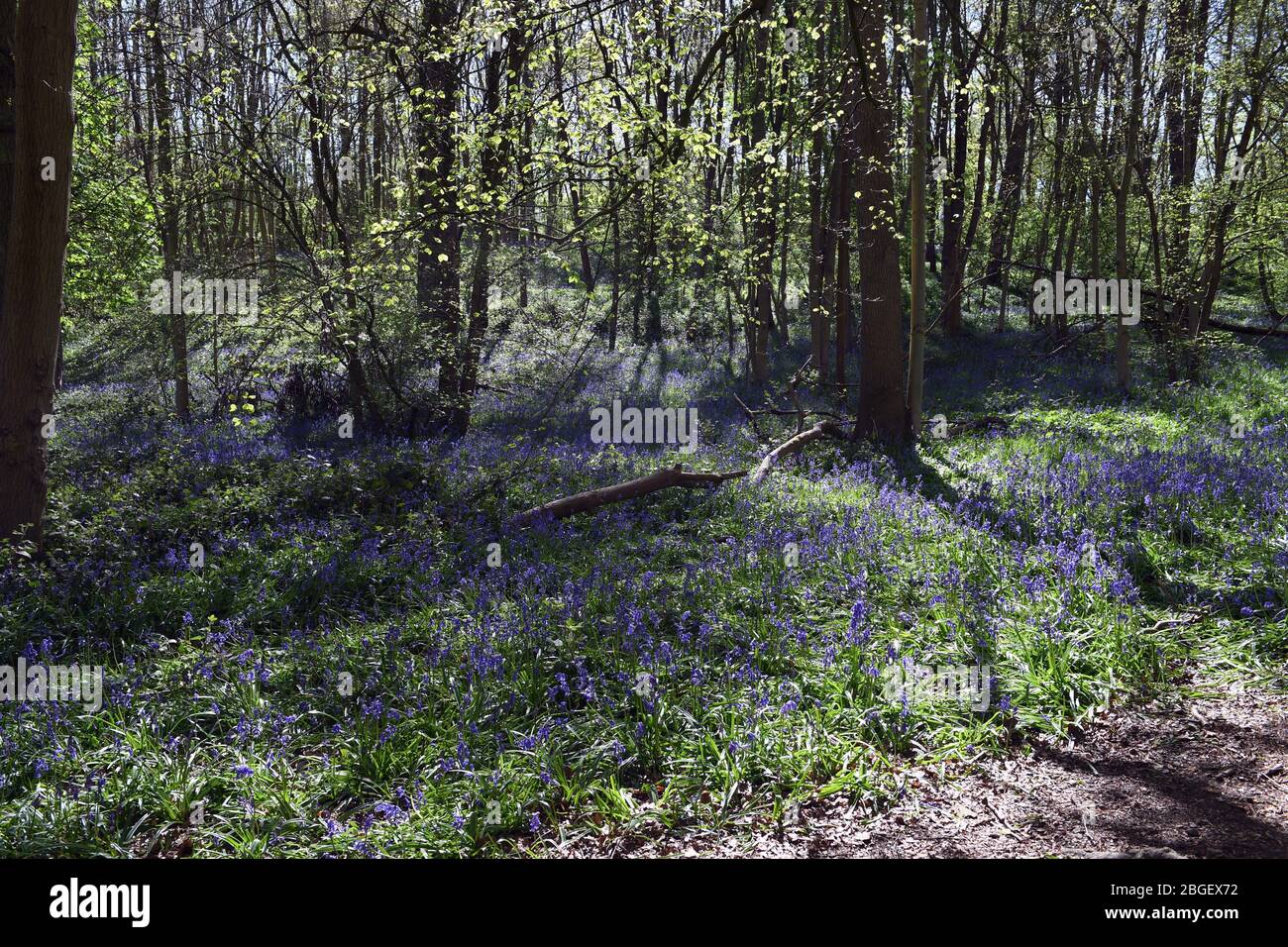 Swathes di bluebells in woodland in Leighton Buzzard Bedfordshire Regno Unito Foto Stock