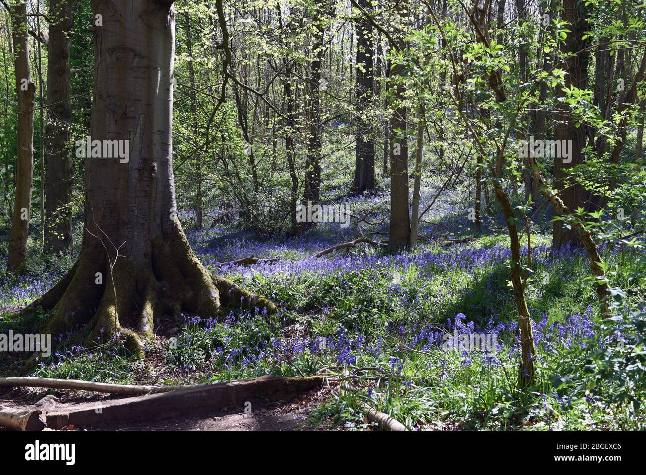 Swathes di bluebells in woodland in Leighton Buzzard Bedfordshire Regno Unito Foto Stock
