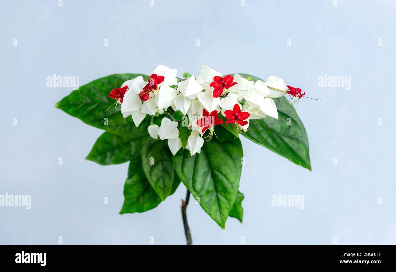 Clerodendrum fiori thomsoniae, bagflower, Clerodendrum. I suoi nomi comuni includono il glorybower, il bagflower e il cuore sanguinante. Foto Stock
