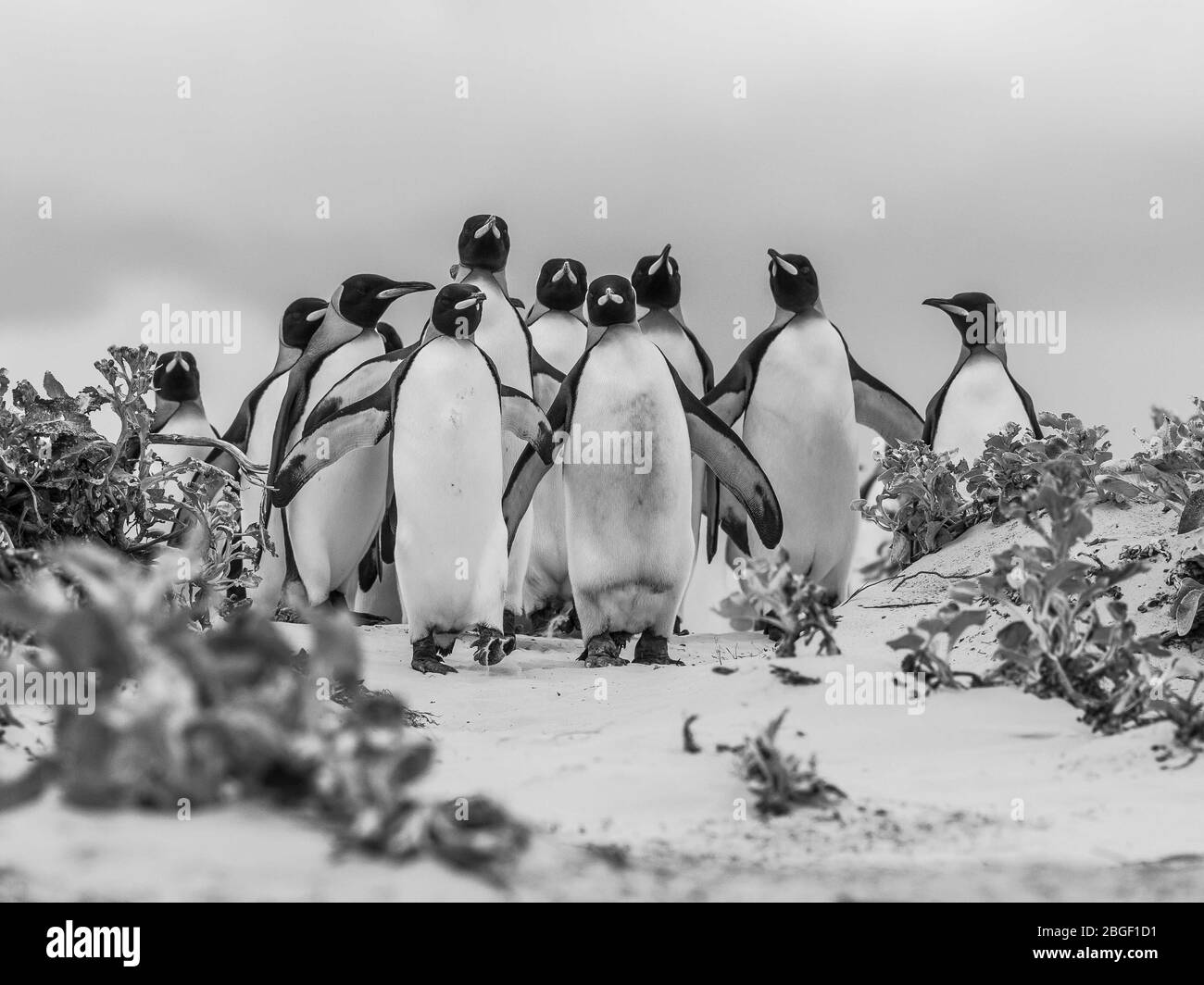 Il pinguino reale (Aptenodytes patagonicus) è la seconda specie più grande di pinguino e si riproduce in diverse località delle isole Falkland Foto Stock