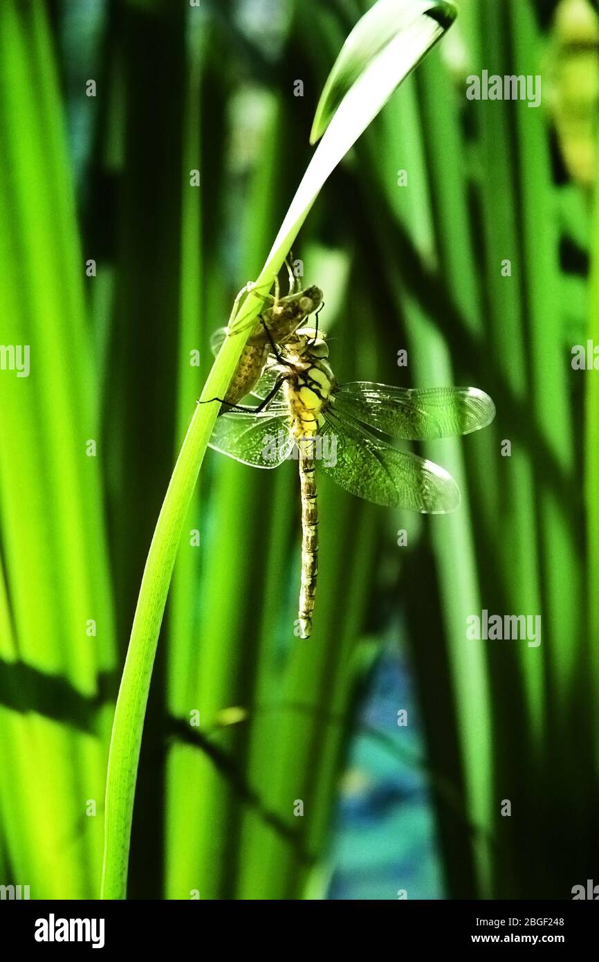 libellula d'oro mangiare la sua preda su un culm Foto Stock