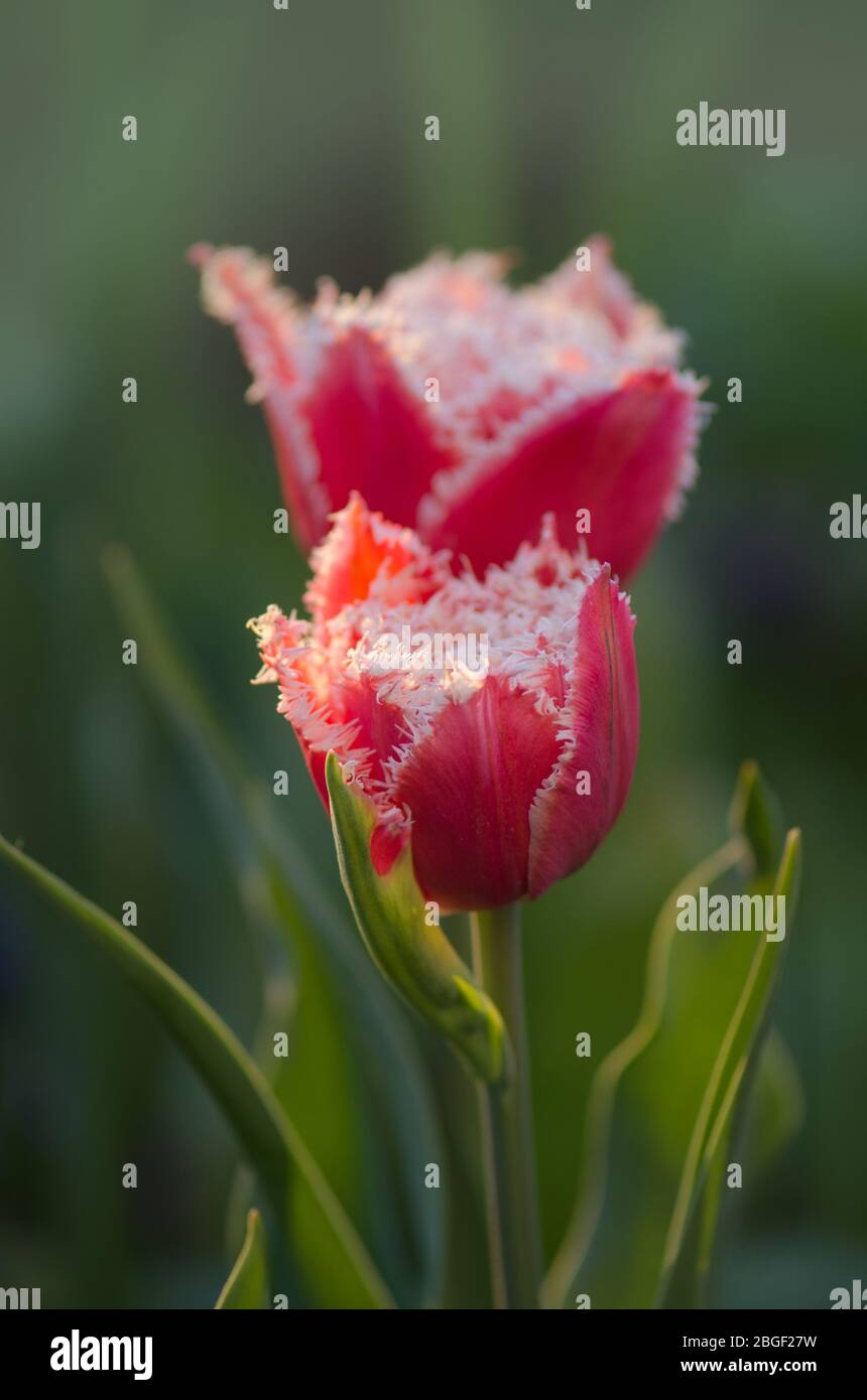 Canzone tulipano Bell rosa con bordi bianchi frangiati. Tulipano canto campana Foto Stock