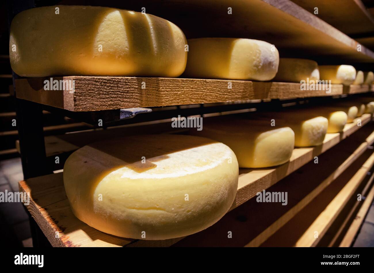 toma italiana (formaggio a pasta dura) condita in una cantina fredda e scura Foto Stock