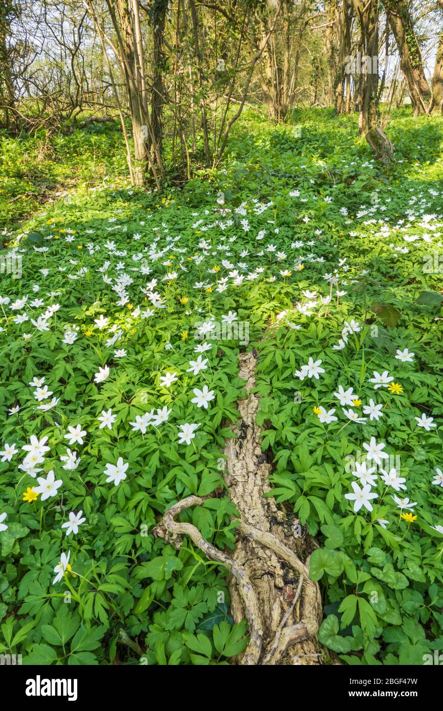 Wood Anemone su terreno boschivo all'inizio della primavera, East Garston, West Berkshire, Inghilterra, Regno Unito, Europa Foto Stock