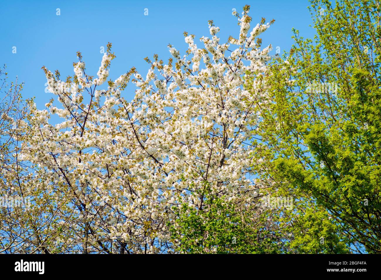 La fioritura primaverile bianca contrastava con il cielo blu, Newbury, West Berkshire, Inghilterra, Regno Unito, Europa Foto Stock