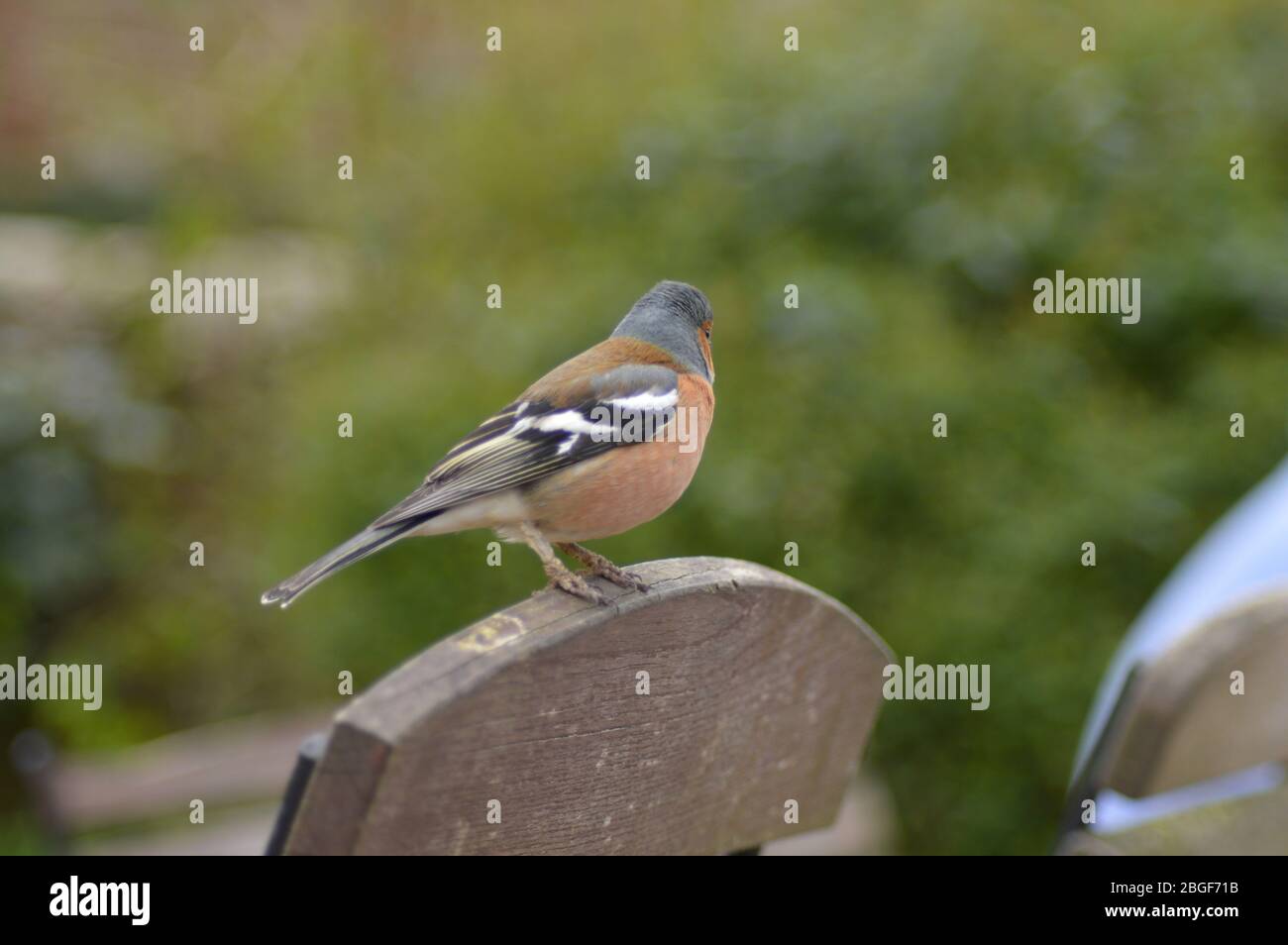 Il comune chaffinch sedette su una sedia di legno in un giardino in Inghilterra Foto Stock