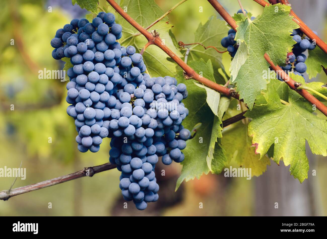 Grappolo di nebbiolo nei vigneti del Barolo (provincia del vino delle Langhe, Italia), nel mese di settembre prima della vendemmia Foto Stock