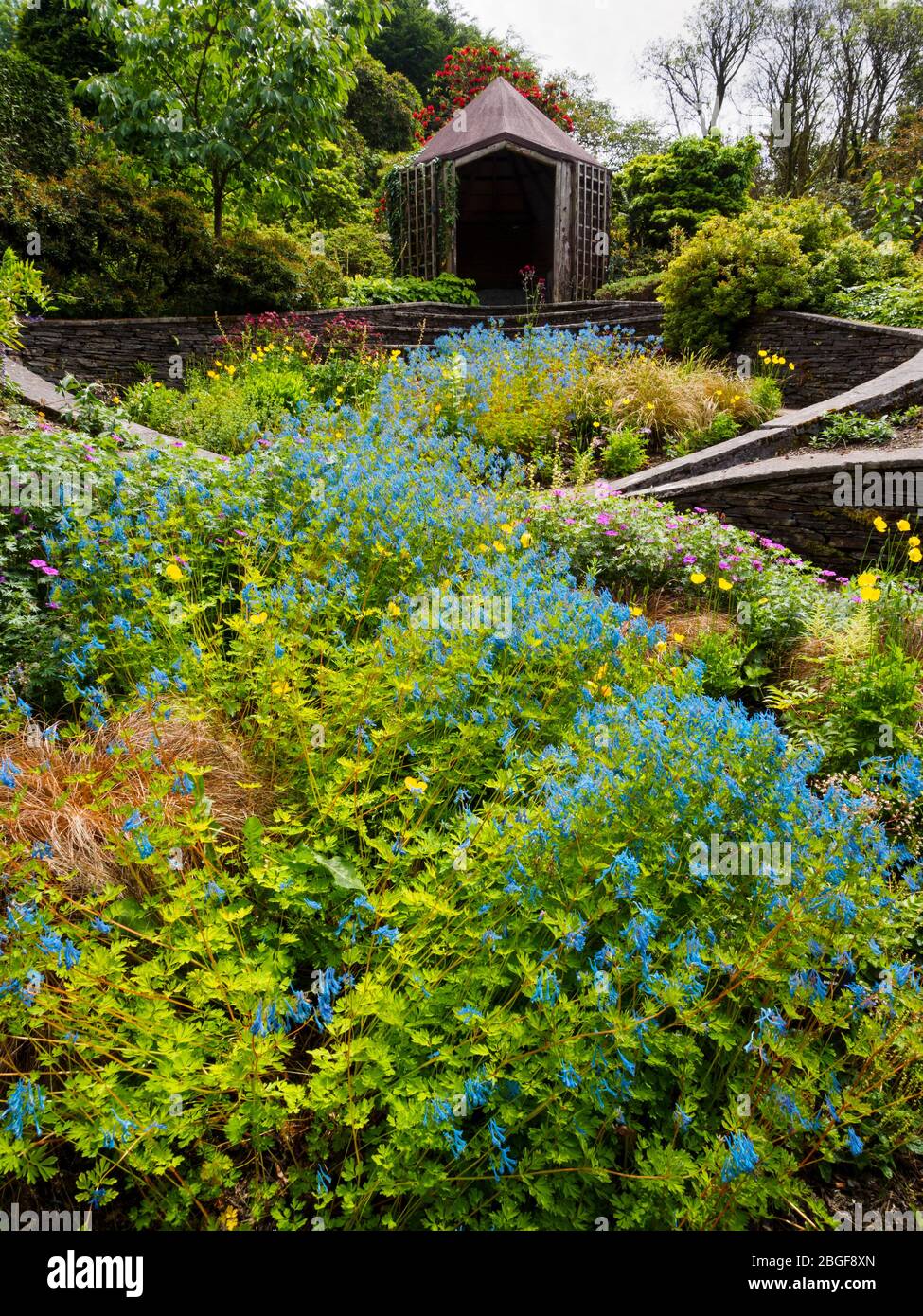 Corydalis 'Tory MP' crea un fiume di blu che corre fino al Giardino degli Ovals presso la Garden House Foto Stock