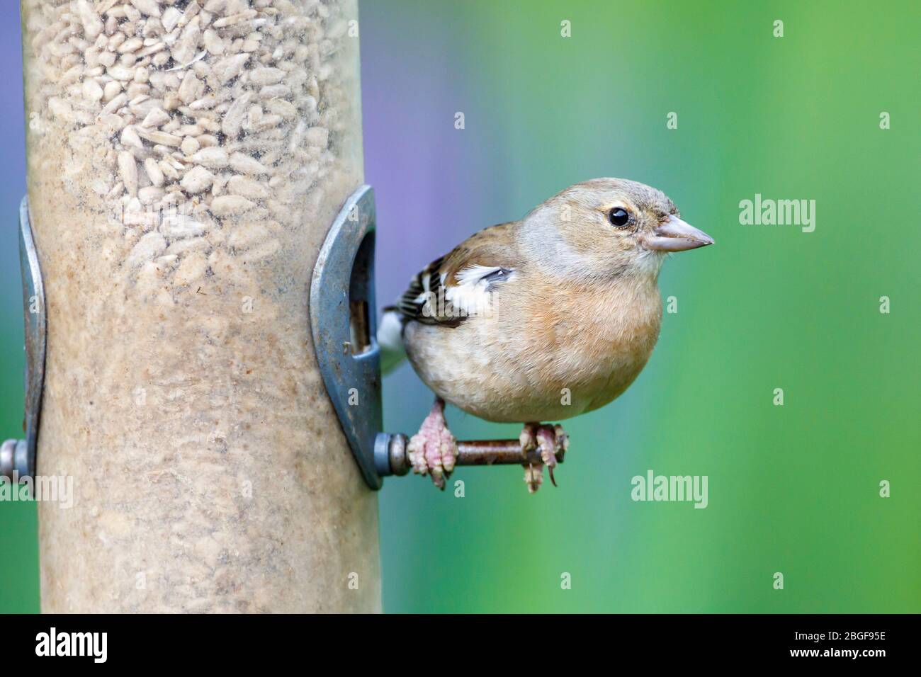 Chaffinch femmina (coelebs Fringilla) che soffre di Fringilla papillomavirus, arroccato su un alimentatore di uccelli in un giardino in Inghilterra, Regno Unito Foto Stock