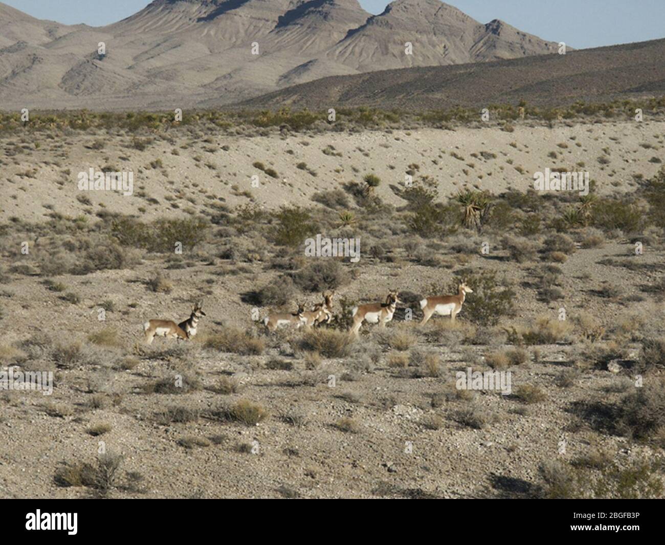 Gregge di antilopi al Nevada Test Site. Foto Stock