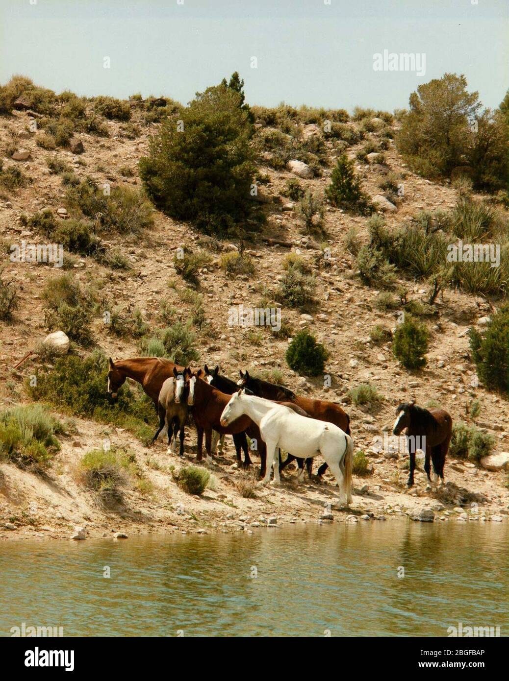 Mandria di cavalli selvatici al Nevada Test Site 1. Foto Stock