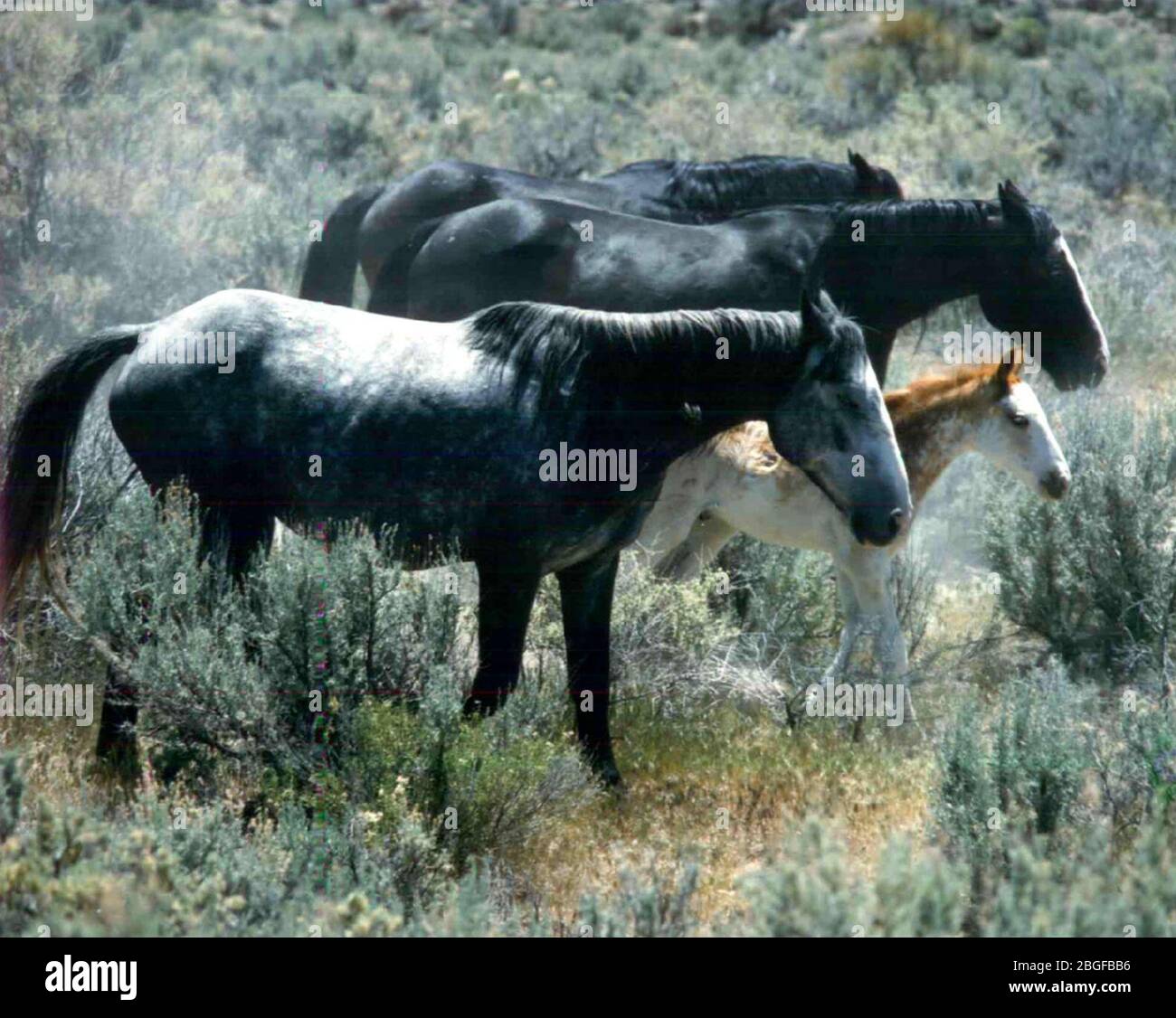 Mandria di cavalli selvatici al Nevada Test Site 3. Foto Stock