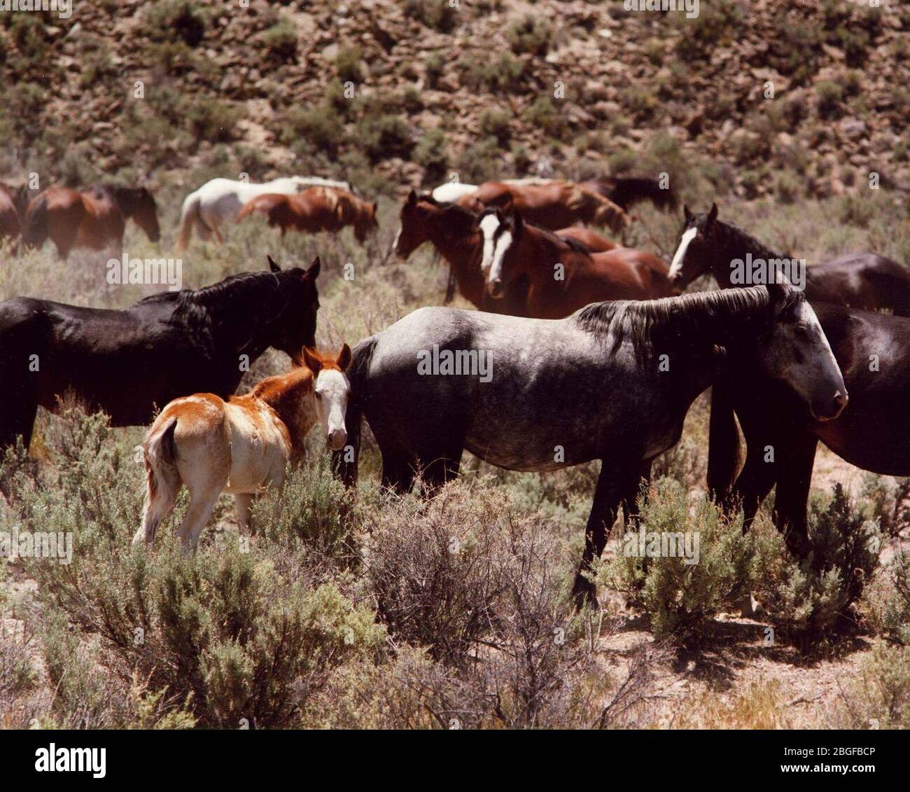 Mandria di cavalli selvatici al Nevada Test Site 2. Foto Stock