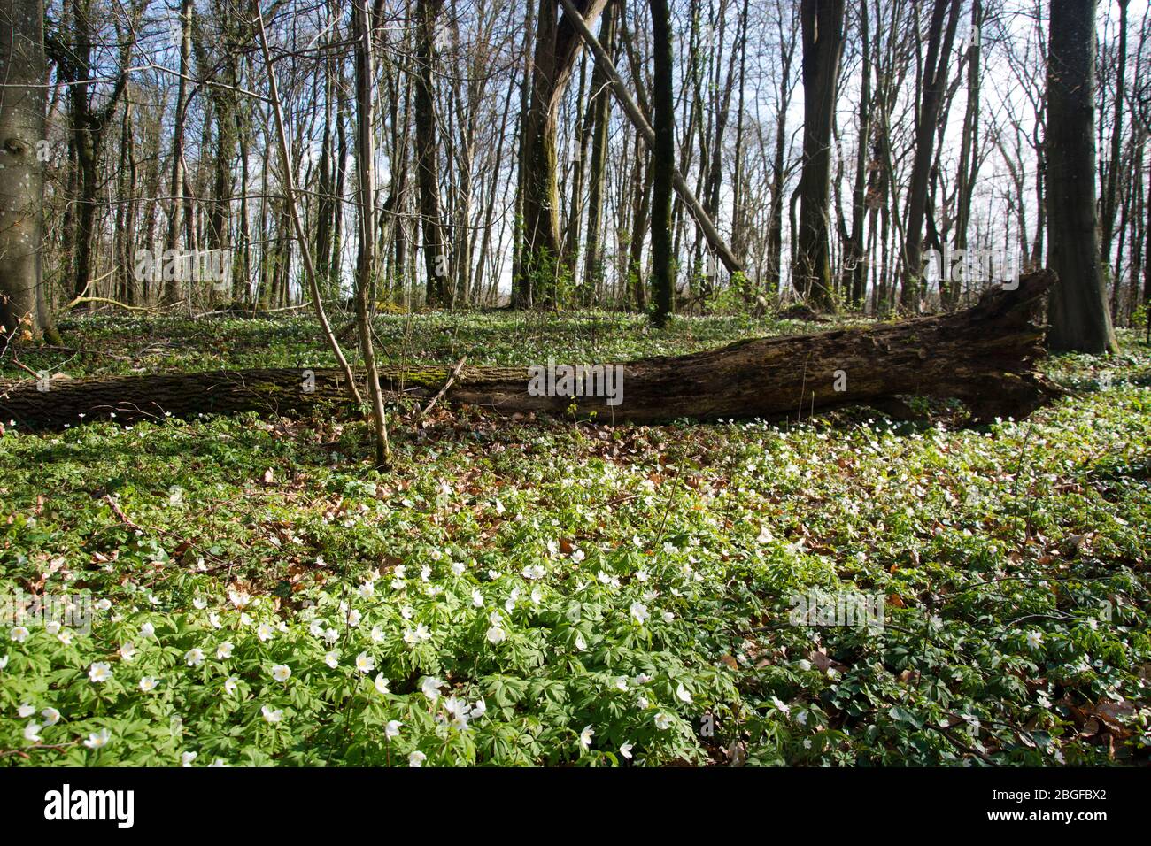 Weisse Windröschen bedecken den Waldboden in einem Laubwald Foto Stock