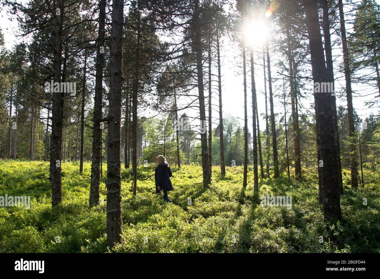 Frau Spaziert durch einen Moorwald im Naturpark Doubs Foto Stock