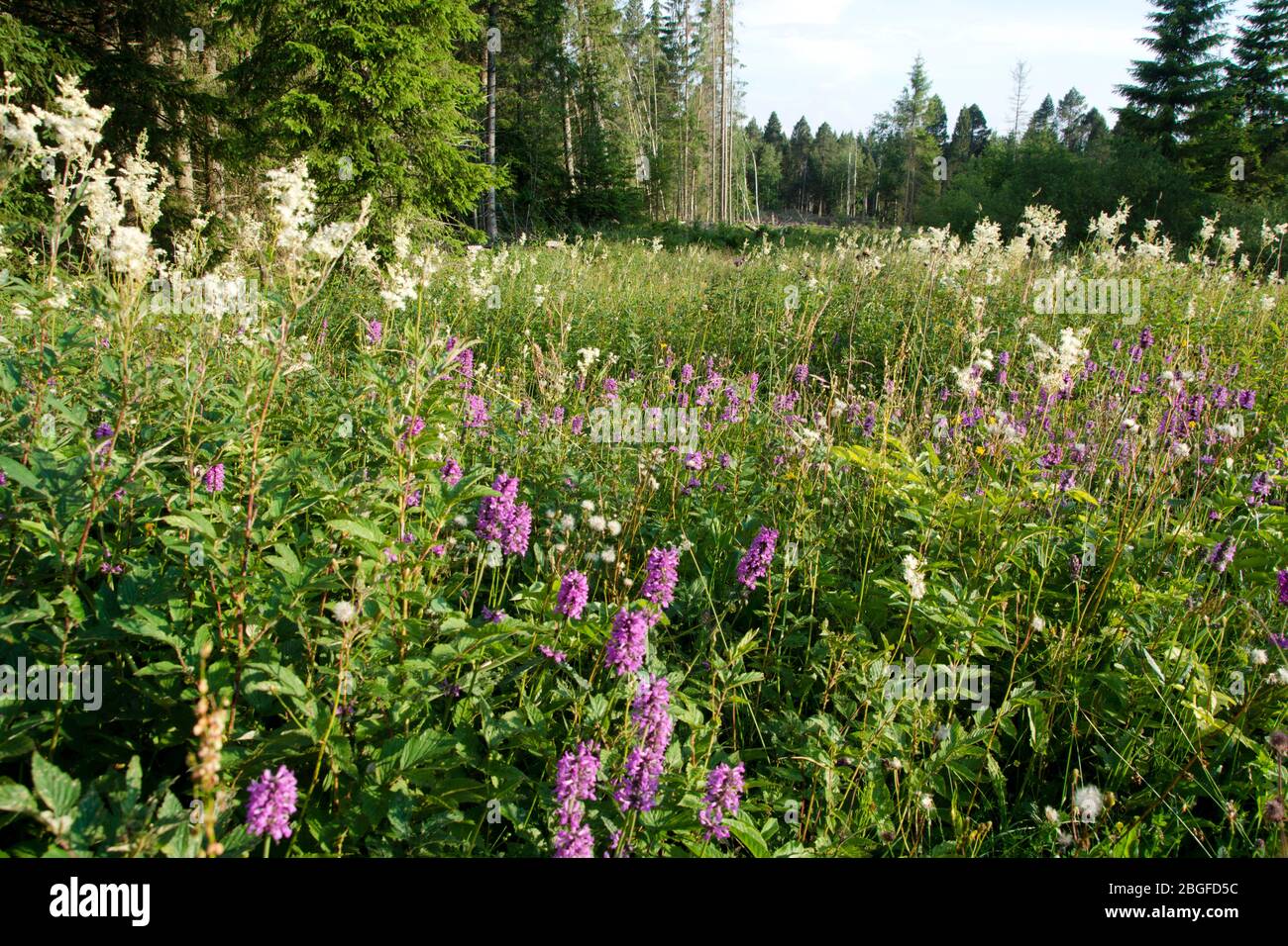 Feuchtwiese in einem Moor von nationaler Bedeutung im Naturpark Doubs Foto Stock