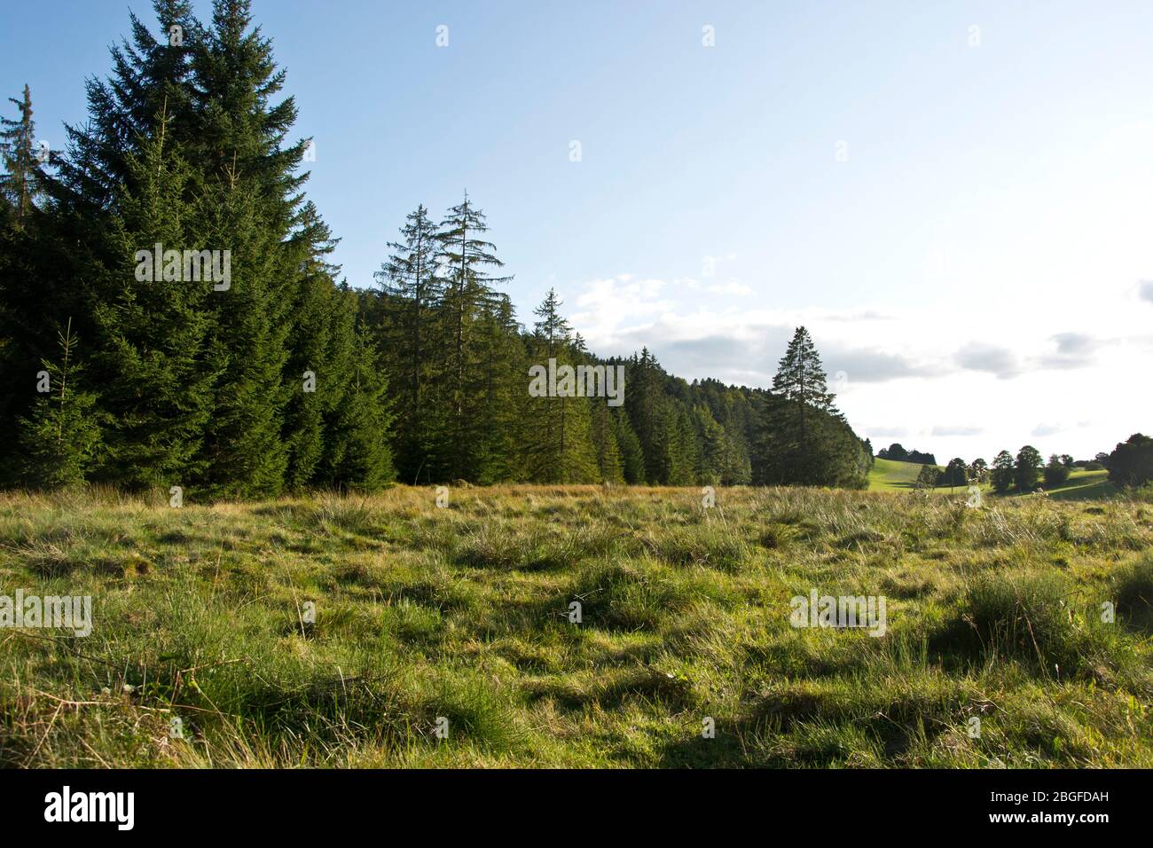 Feuchtwiese in einem Moor von nationaler Bedeutung im Naturpark Doubs Foto Stock
