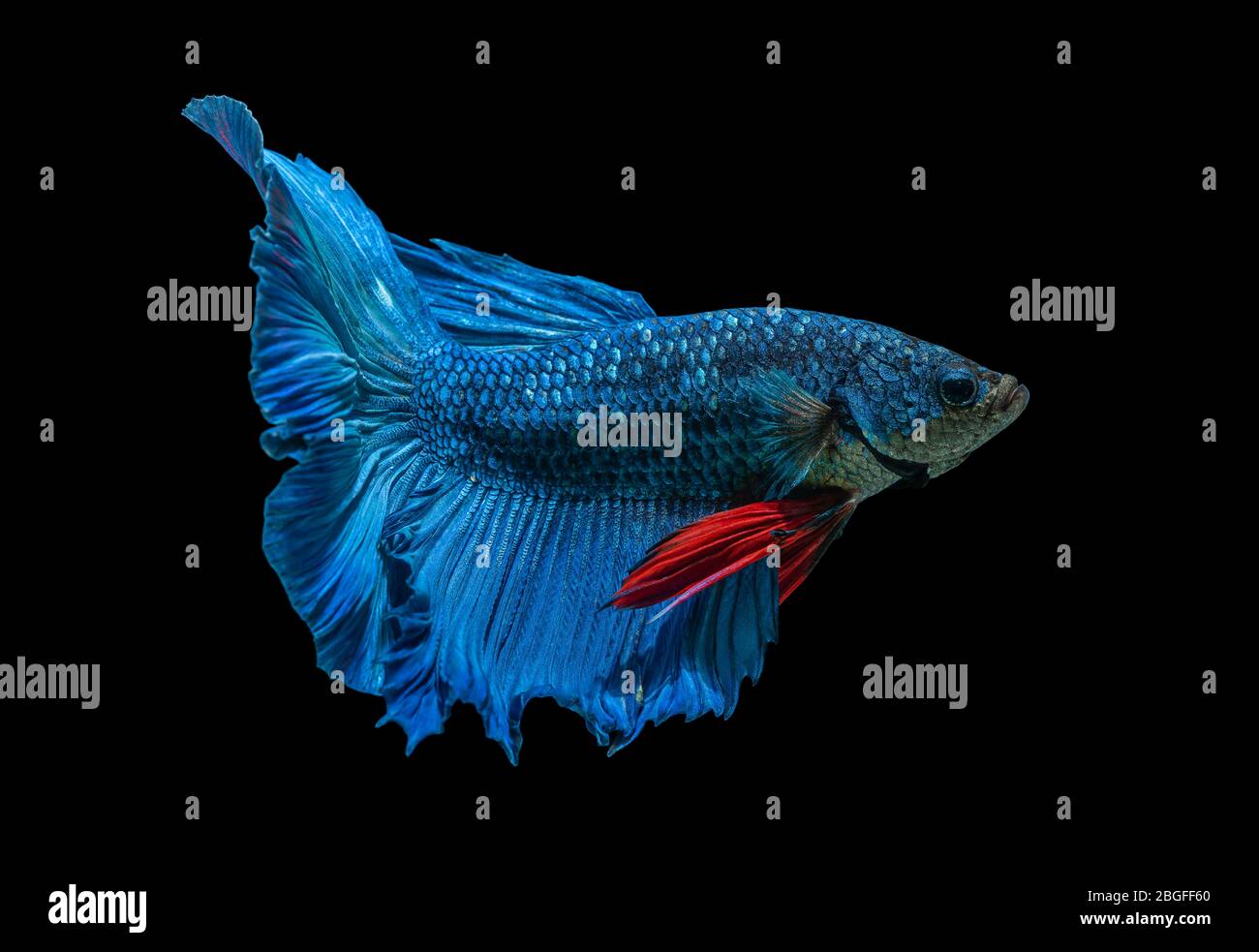 Siamese lotta il movimento dei pesci su sfondo nero. Foto Stock