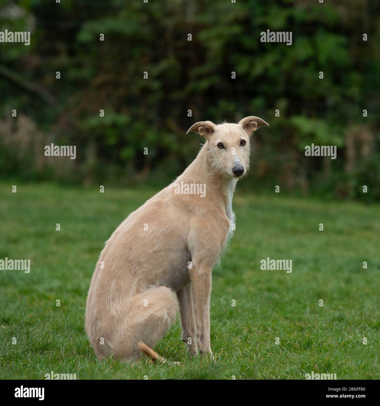 cane bracco Foto Stock