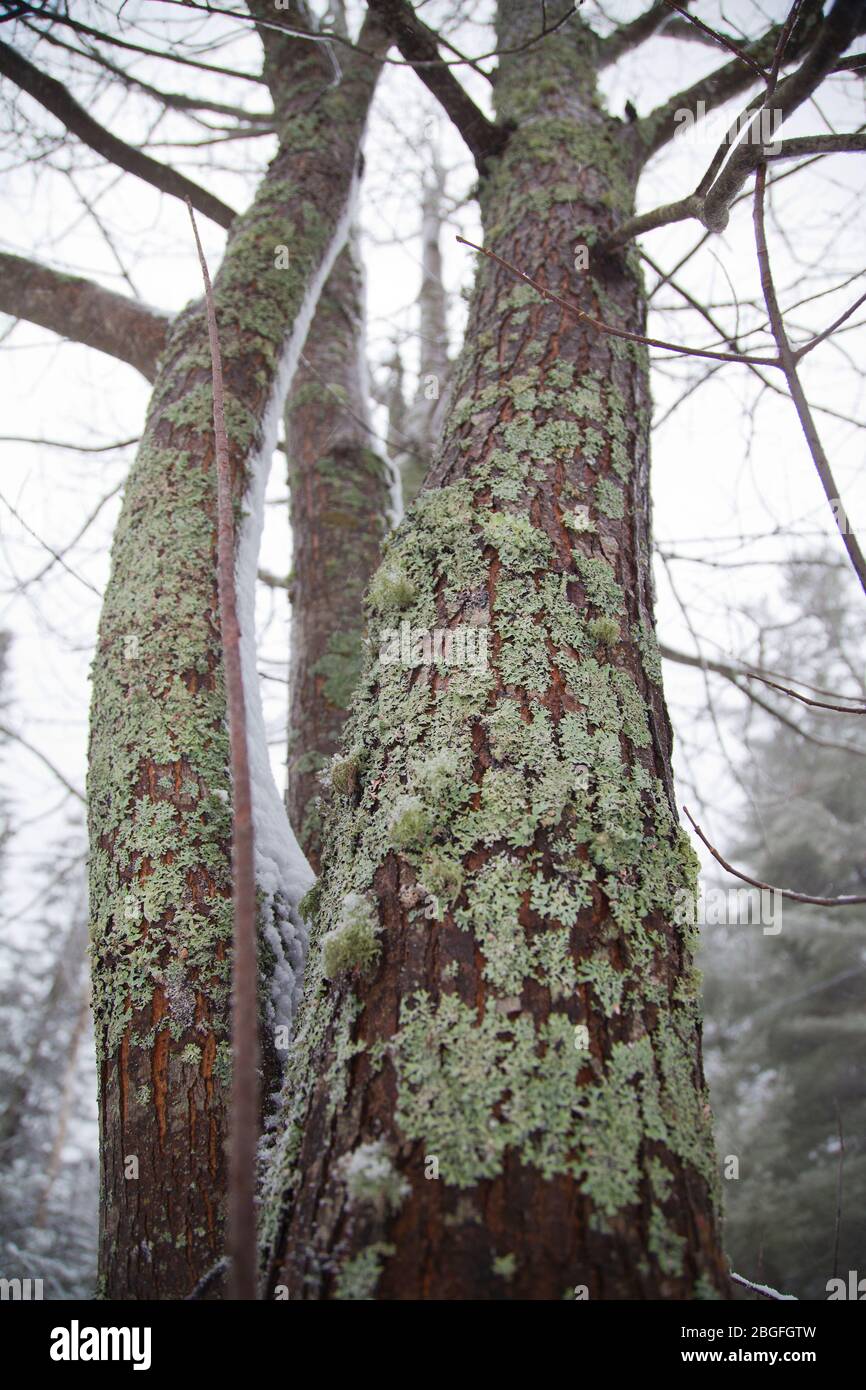 Albero alto coperto di licheni fogliose verdi. Foto Stock