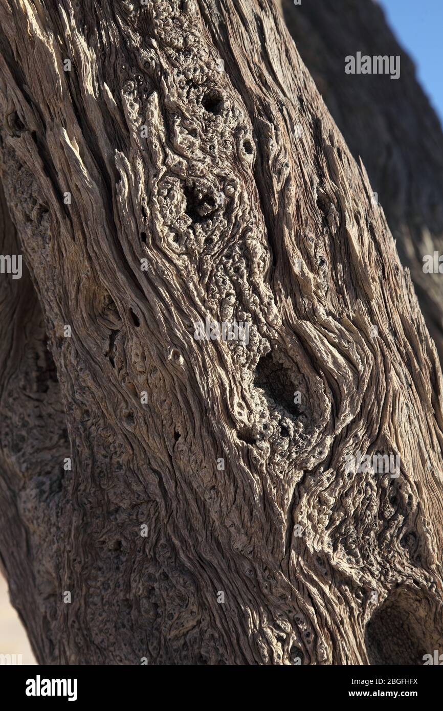 Particolare dell'antica corteccia scheletrica di albero di cammello a Dead Vlei, Sossusvlei, Namib Naukluft Park, Namibia meridionale Foto Stock