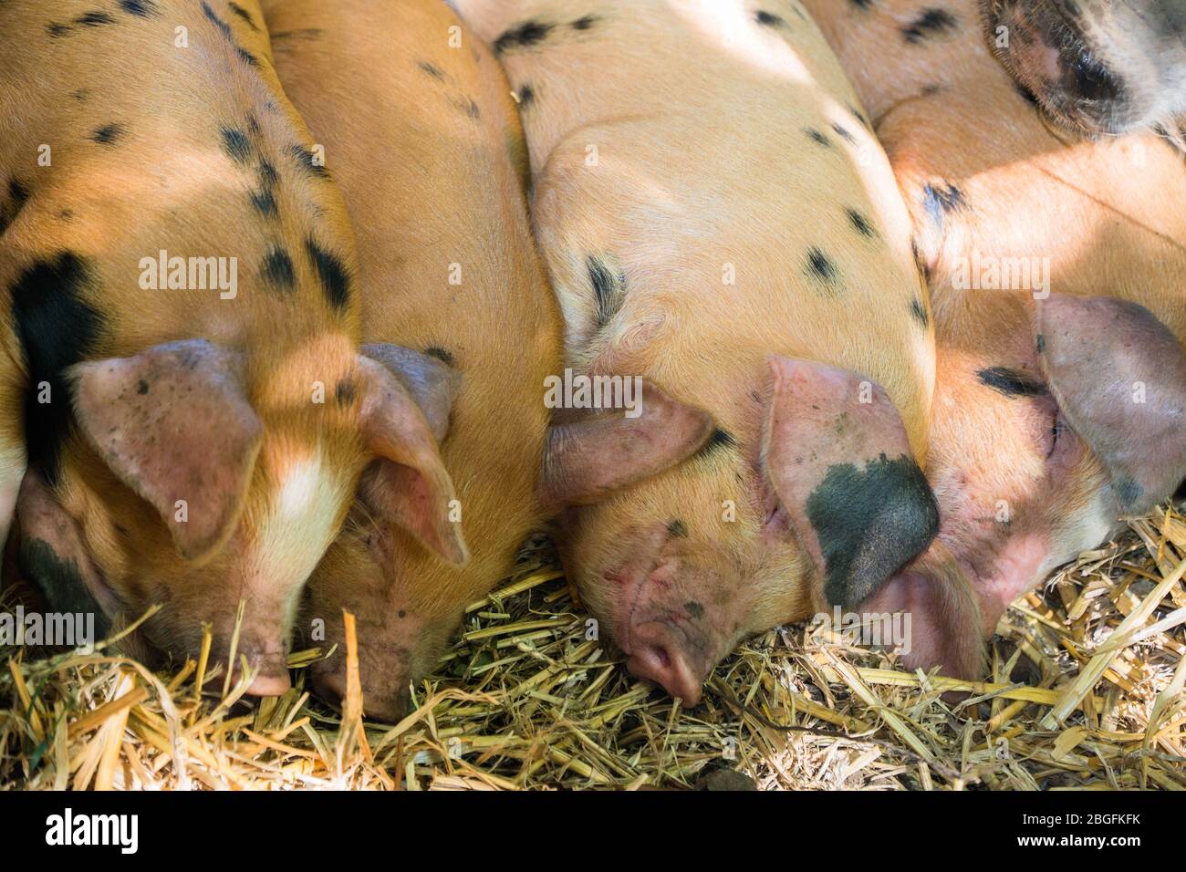 Oxford Sandy e Black Pillets, Frampton sulla Severn Country Fair Gloucestershire UK. Settembre 2019 Foto Stock