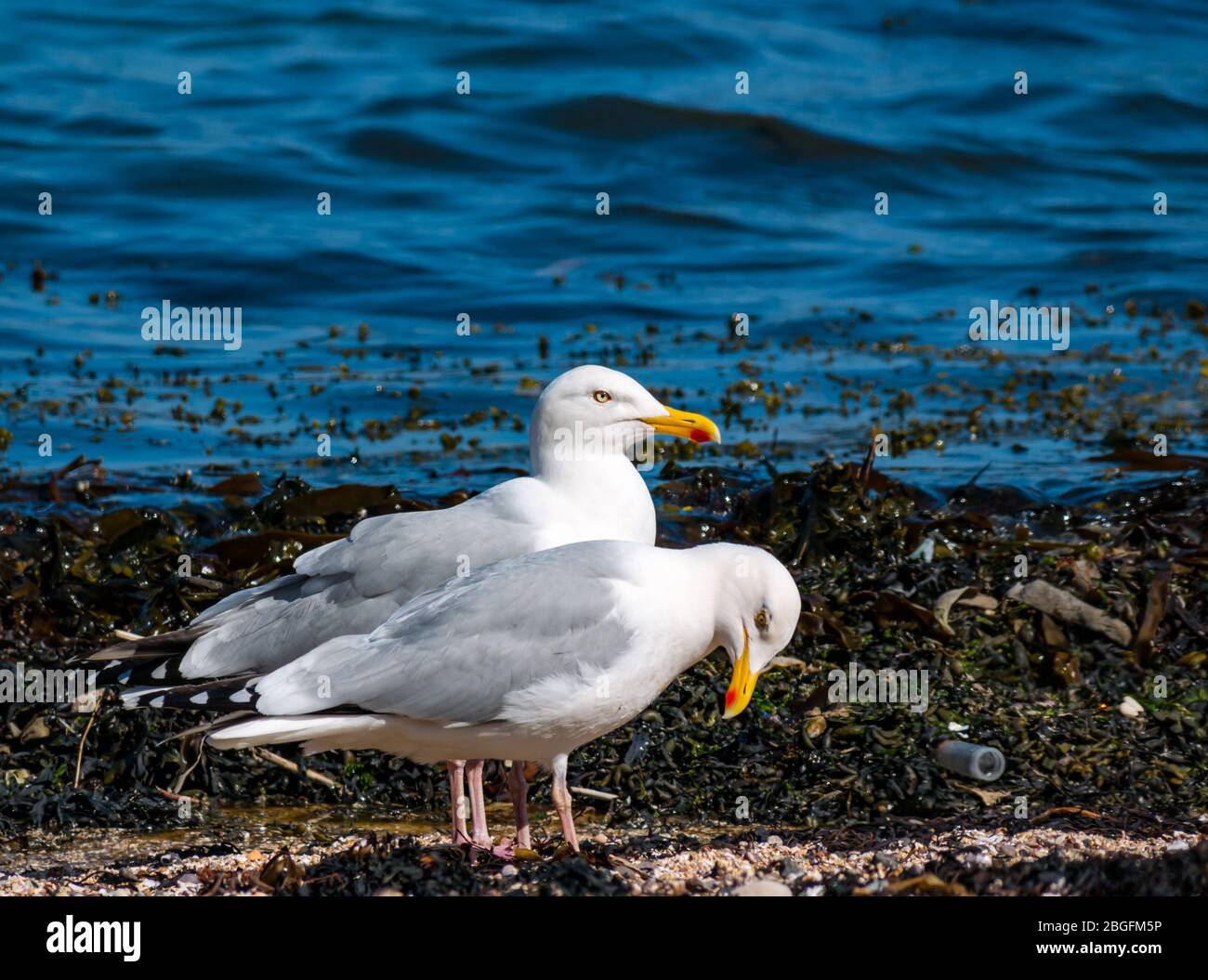 North Berwick, East Lothian, Scozia, Regno Unito. 21 aprile 2020. Un paio di gabbiani di aringa (Larus argentatus) sulla costa della spiaggia Est nella baia di Milsey Foto Stock