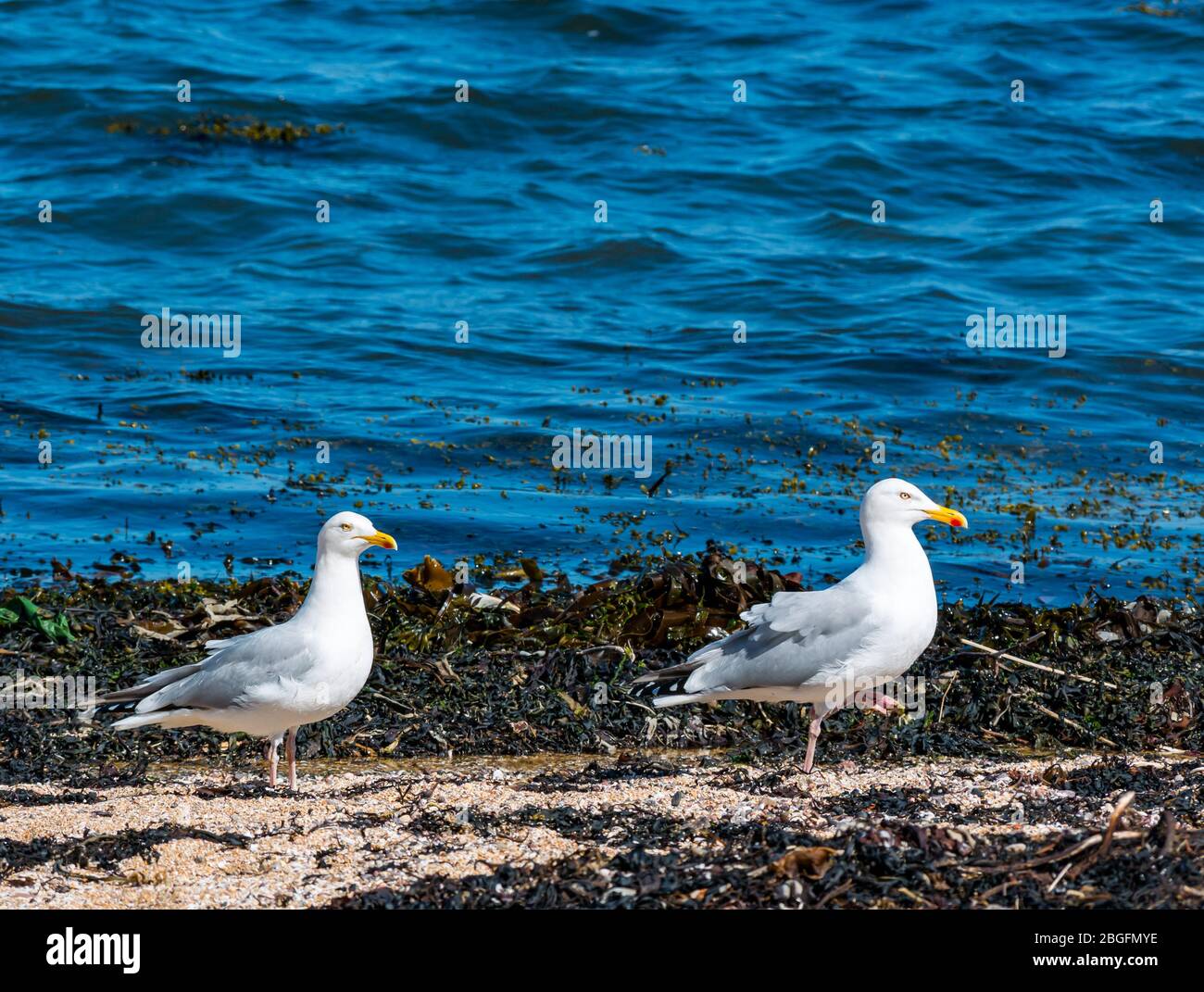North Berwick, East Lothian, Scozia, Regno Unito. 21 aprile 2020. Un paio di gabbiani di aringa (Larus argentatus) sulla costa della spiaggia Est nella baia di Milsey Foto Stock