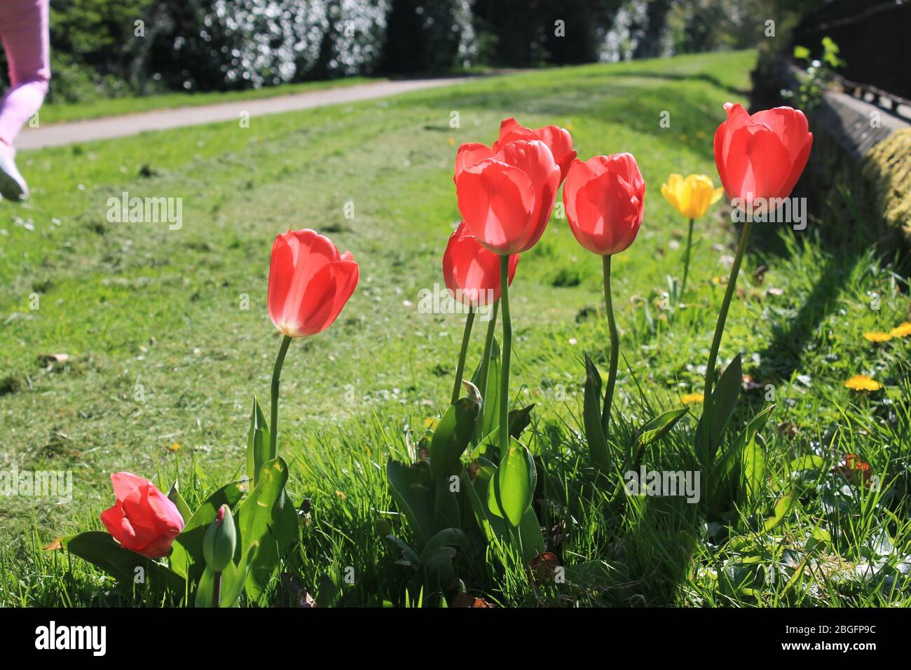 Giardino d'Inghilterra, SouthYorshire Foto Stock