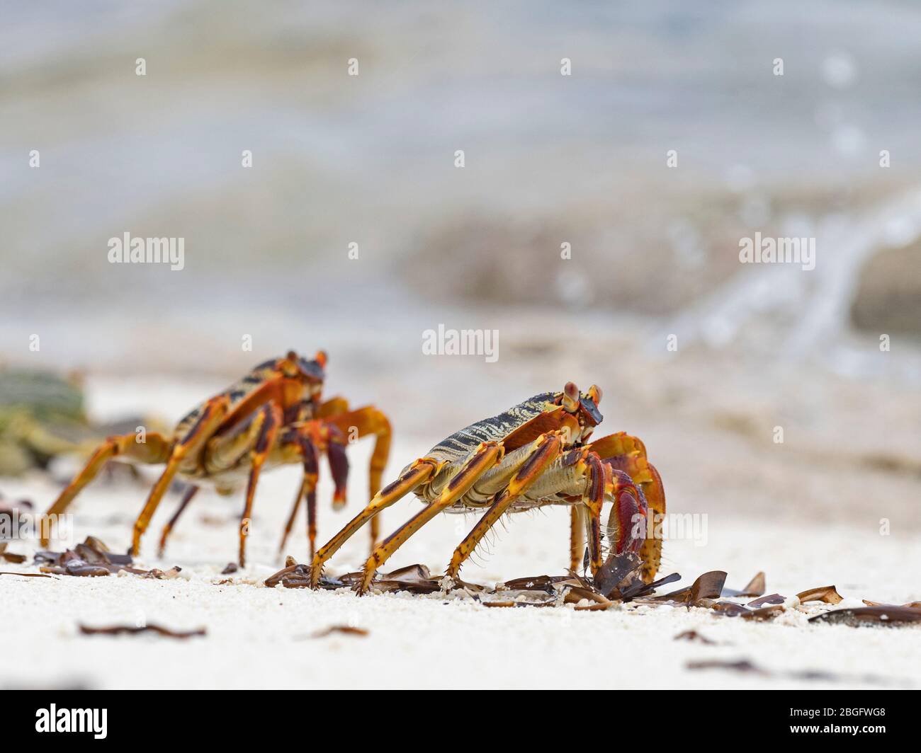 Natal Lightfoot Crab (Grapsus tenuicrustatus) Isola di stregone, Atollo Cosmoledo, Seychelles Foto Stock