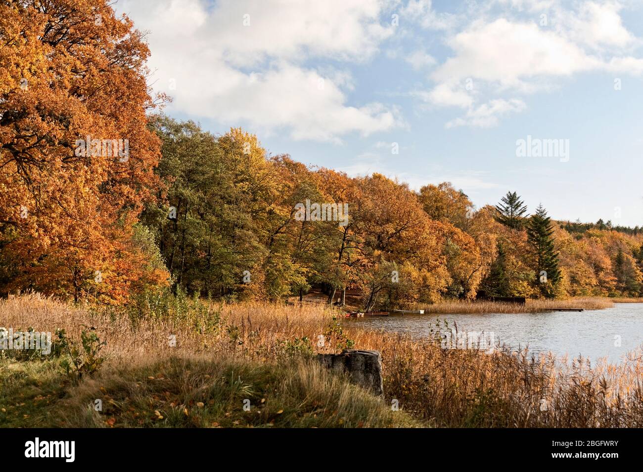 Foresta in autunno. Scatto scattato in un lago vicino Silkeborg, Danimarca Foto Stock