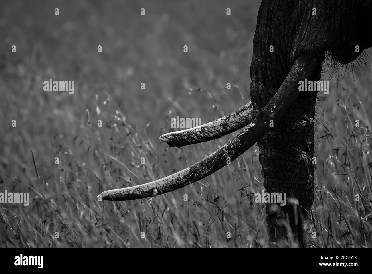 Immagine in bianco e nero di zanne e tronco di elefante, Maasai Mara, Kenya Foto Stock