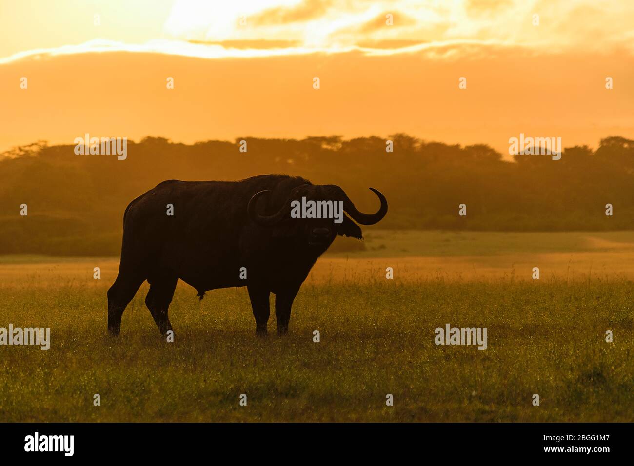 Buffalo alla luce del mattino sulle pianure di Maasai Mara, Kenya Foto Stock Buffalo alla luce del mattino sulle pianure di Maasai Mara, Kenya Foto Stock