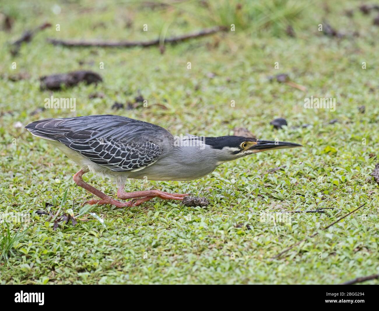 Stiated (Green-backed) Heron Butorides striata degens, corsa delle Seychelles, Atollo di Alphonse, Seychelles Foto Stock
