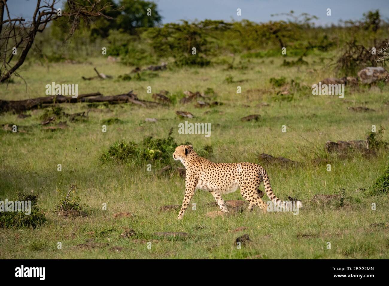 Ghepardo giovanile che si agguana in cerca di preda nel Masai Mara, Kenya Foto Stock