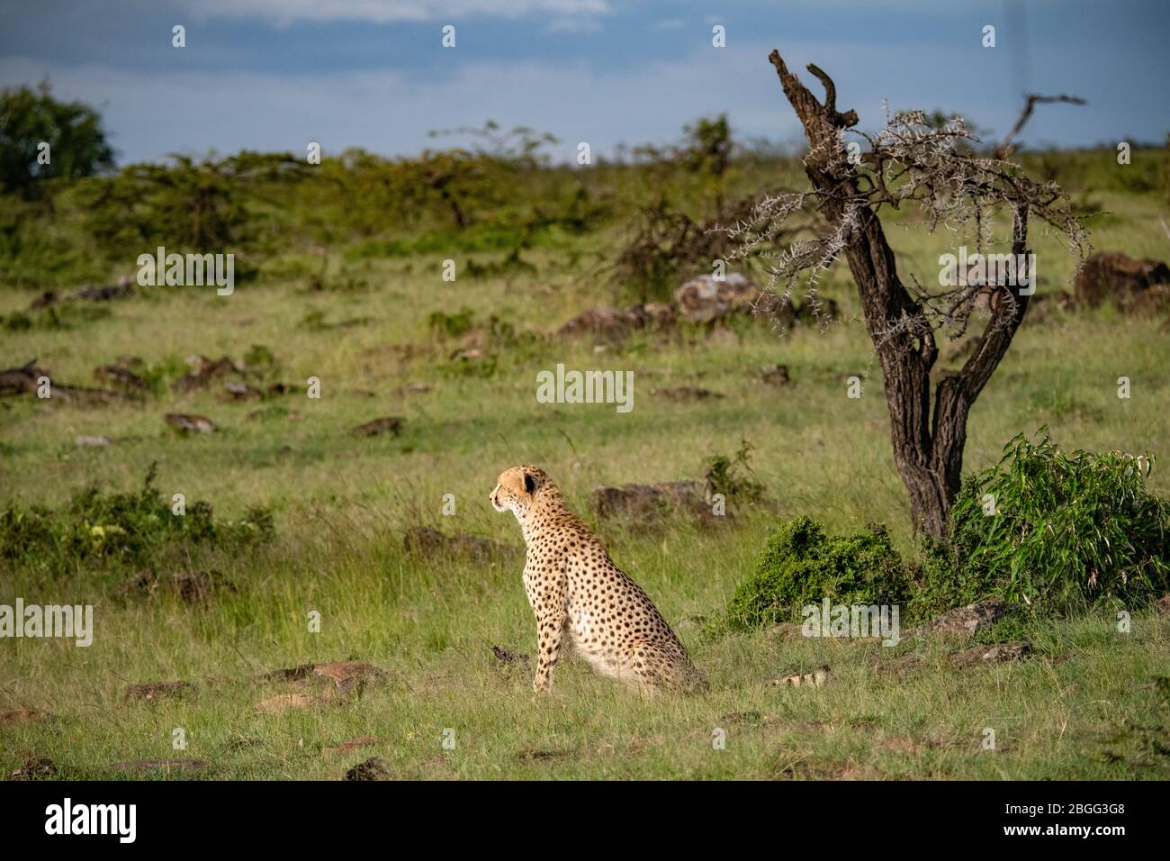 Un solo ghepardo giovane seduto a guardare per la preda nel Masai Mara, Kenya Foto Stock