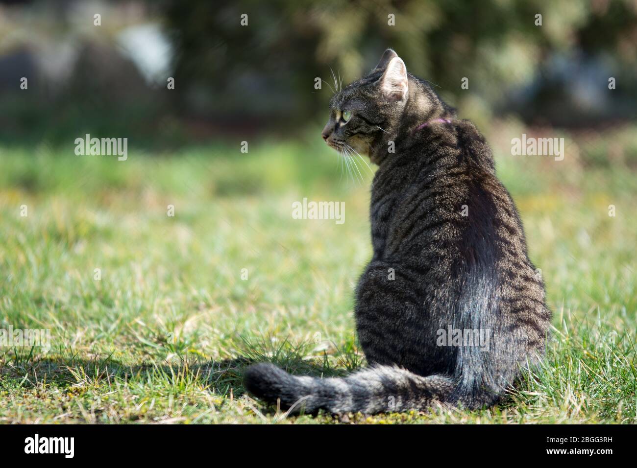 Gatto grigio a righe seduto sull'erba, con la schiena verso la macchina fotografica, guardando a sinistra - spazio copia Foto Stock
