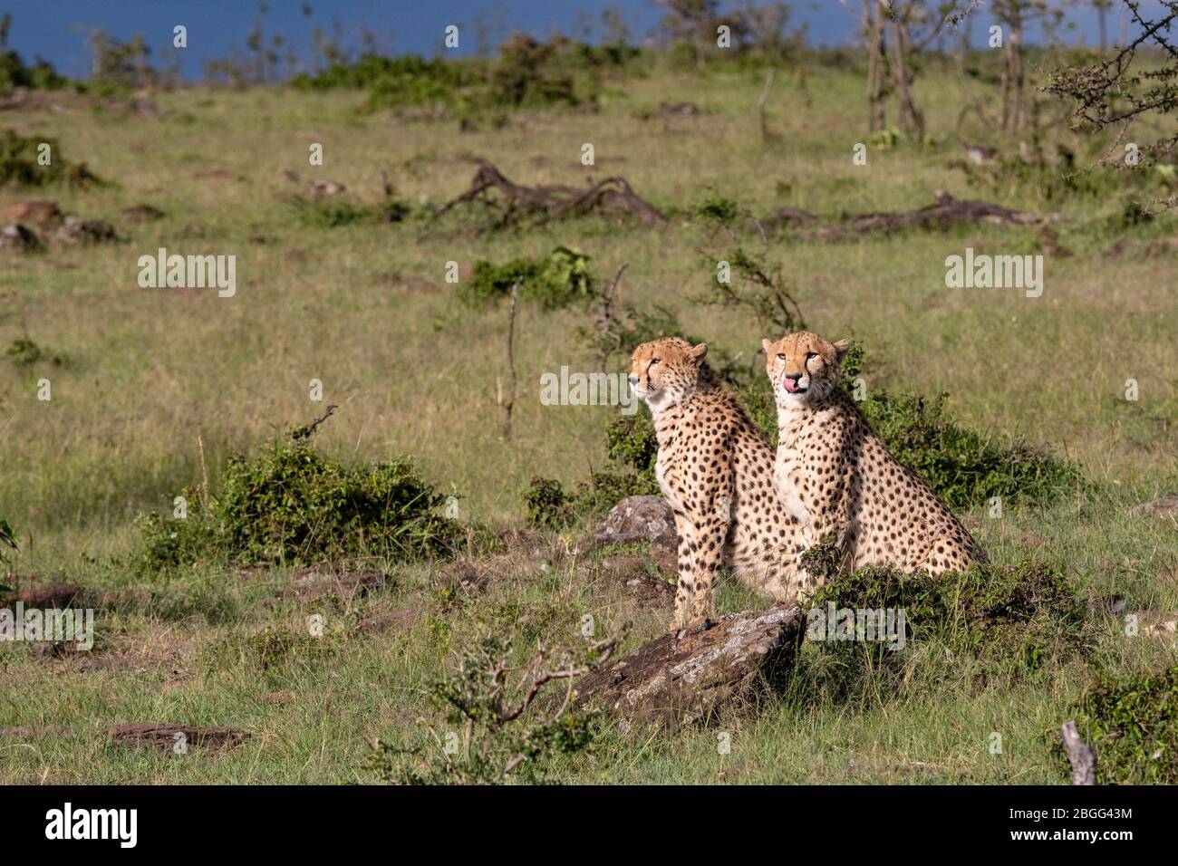 Coppia di giovani ghepardi seduti al Masai Mara, Kenya Foto Stock