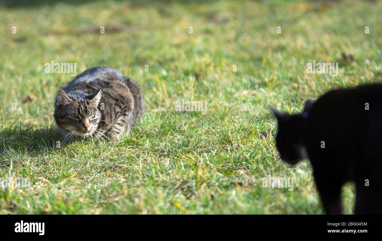 Gatto grigio che guarda un gatto nero che si avvicina - pronto a combattere Foto Stock