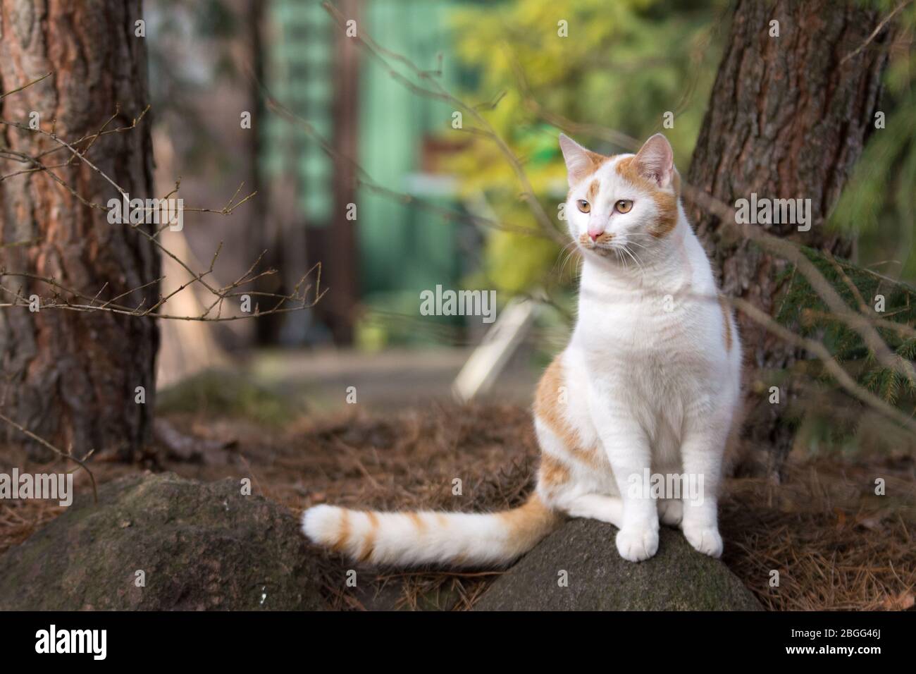 Gatto bianco e zenzero seduto tra pini in un giardino - guardando qualcosa Foto Stock
