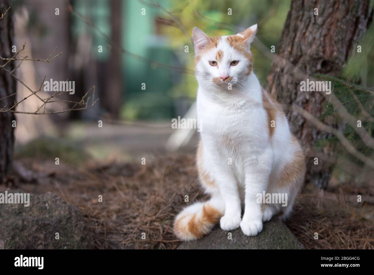 Gatto bianco e zenzero seduto tra pini in un giardino - guardando nella macchina fotografica Foto Stock